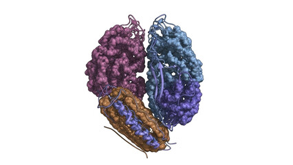 Three dimensional molecular structure of protein complex with pink blue and brown segments isolated on a transparent background
