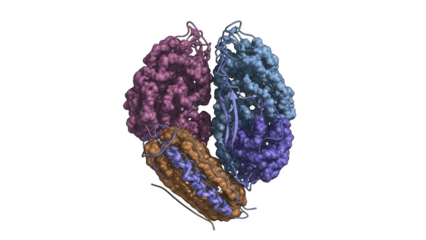Three dimensional molecular structure of protein complex with pink blue and brown segments isolated on a transparent background