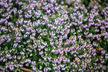 Winter Heath (erica carnea) growing along the side of the A390 in Penstraze (Cornwall, UK).