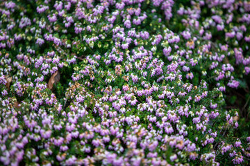 Winter Heath (erica carnea) growing along the side of the A390 in Penstraze (Cornwall, UK).