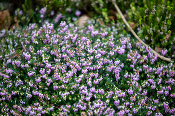 Winter Heath (erica carnea) growing along the side of the A390 in Penstraze (Cornwall, UK).