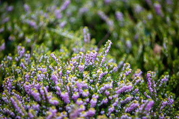 Winter Heath (erica carnea) growing along the side of the A390 in Penstraze (Cornwall, UK).