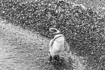 Unspoilt, wild nature in Patagonia in the Beagle Channel.