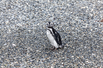 Unspoilt, wild nature in Patagonia in the Beagle Channel.