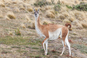 Nice view of the beautiful, wild Guanaco on Patagonian soil.