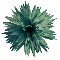 Obraz premium Agave rhodacantha tree plan, top view, cutout, transparent background, isolate, Detailed Dahlia Flower Head with Vibrant Green Petals, Perfect for Design