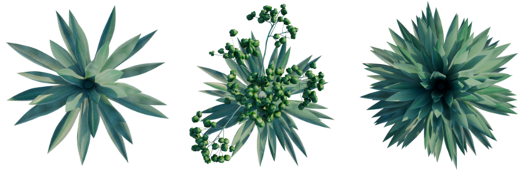 Agave rhodacantha tree plan, top view, cutout, transparent background, isolate, Three agave plants with blooming stalks, botanical illustration, studio shot