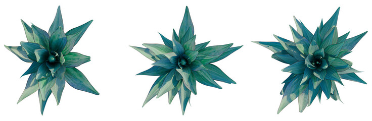 Agave shawii x attenuata Blue Flame tree plan, top view, cutout, transparent background, isolate, Succulent plant in bloom, three variations, vibrant teal and green tones