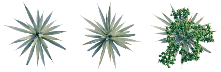 Agave Tequilana tree plan, top view, cutout, transparent background, isolate, Agave Plant Variations - Three Different Succulent Arrangements for Design