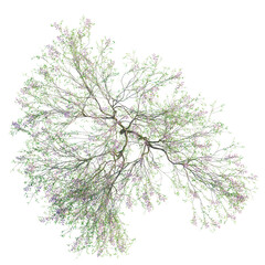 Fototapeta premium Chilopsis linearis tree plan, top view, cutout, transparent background, isolate, Delicate flowering tree branch with vibrant purple blooms and lush green foliage