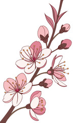 Elegant Cherry Blossom Branch A Delicate Floral Illustration.