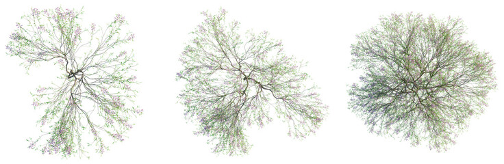 Chilopsis linearis tree plan, top view, cutout, transparent background, isolate, Blooming Tree Top View with Purple Flowers - Detailed Digital Illustration © DH Tree Stock