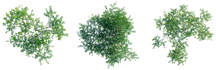 Larrea cuneifolia tree plan, top view, cutout, transparent background, isolate, Lush Green Tree Foliage Collection - Perfect for Compositing and Design Projects