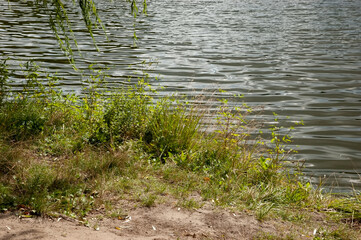 Lakeshore with rippled water, green grass on the bank, and willow branches.