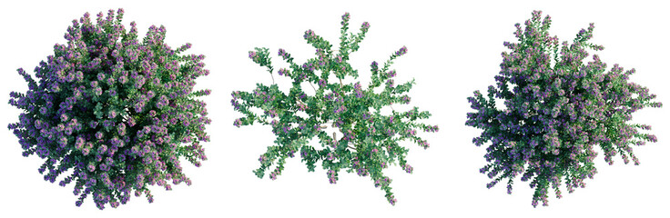 Leucophyllum frutescens tree plan, top view, cutout, transparent background, isolate, Purple...