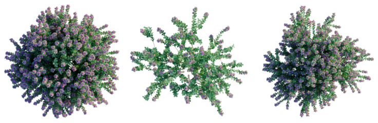 Leucophyllum frutescens tree plan, top view, cutout, transparent background, isolate, Purple flowering shrubs set, vibrant blooms and lush foliage for spring gardens