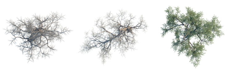 Pinus monophylla tree plan, top view, cutout, transparent background, isolate, Three tree branches with leaves against a plain background, nature elements