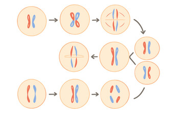 Steps of cell division showing the process of meiosis in a simplified diagram with colored chromosomes