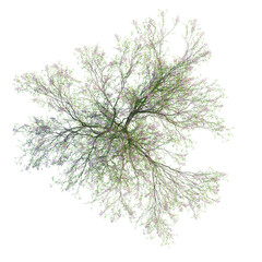 Fototapeta premium Chilopsis linearis tree plan, top view, cutout, transparent background, isolate, Delicate flowering tree branch with vibrant purple blossoms, floral botanical illustration