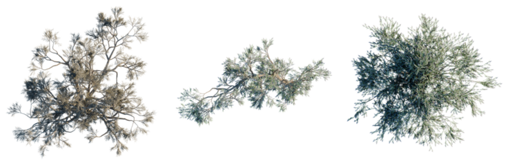 Psorothamnus spinosus tree plan, top view, cutout, transparent background, isolate, Conifer Branches Collection - High-Resolution Pine Tree Elements for Design