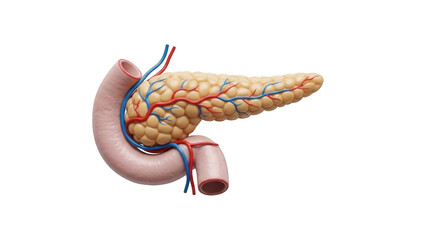 Anatomical illustration of the human pancreas with blood vessels isolated on a transparent background