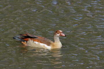 Egyptian Goose (Anser anser) swimming in the water