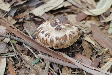mushroom on the ground in the garden, closeup of photo