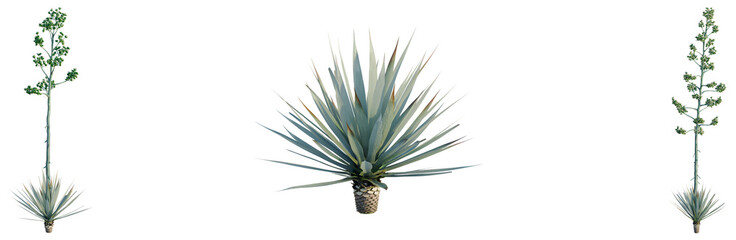 Agave Tequilana tree, front view, cutout, transparent background, isolate, architecture visualization, Yucca Plant Trio - Desert Flora Arrangement for Botanical Design Projects