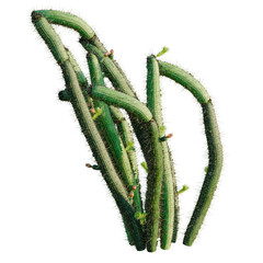 Fototapeta premium Bergerocactus emoryi tree, front view, cutout, transparent background, isolate, architecture visualization, Cactus Branches with Thorns and Buds, Natural Desert Succulents for Design