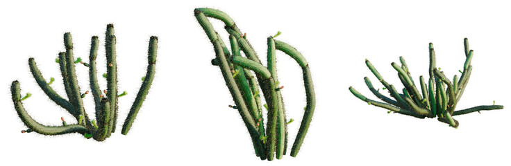 Fototapeta premium Bergerocactus emoryi tree, front view, cutout, transparent background, isolate, architecture visualization, Cactus Collection: Three Unique Desert Plant Arrangements for Botanical Design
