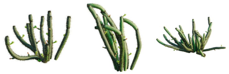 Bergerocactus emoryi tree, front view, cutout, transparent background, isolate, architecture visualization, Cactus Collection: Three Unique Desert Plant Arrangements for Botanical Design