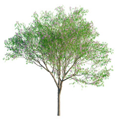 Obraz premium Chilopsis linearis tree, front view, cutout, transparent background, isolate, architecture visualization, Lush Lilac Tree in Bloom, Vibrant Spring Floral with Detailed Foliage