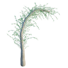 Obraz premium Fouquieria columnaris tree, front view, cutout, transparent background, isolate, architecture visualization, Curving tree branch with vibrant green foliage, perfect for spring designs