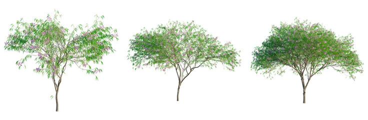 Chilopsis linearis tree, front view, cutout, transparent background, isolate, architecture visualization, Three Blooming Jacaranda Trees with Vibrant Purple Flowers on a Clear Background