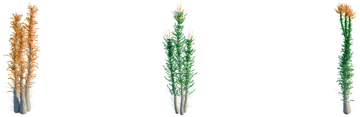 Fototapeta premium Fouquieria columnaris tree, front view, cutout, transparent background, isolate, architecture visualization, Three lush green and orange trees with detailed foliage on a neutral background
