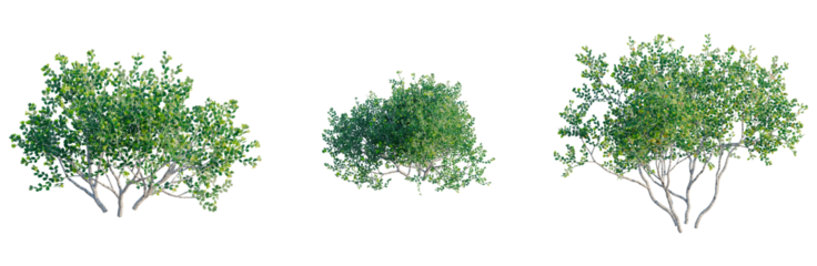 Larrea cuneifolia tree, front view, cutout, transparent background, isolate, architecture visualization, Three lush green trees with detailed foliage, perfect for landscaping scenes