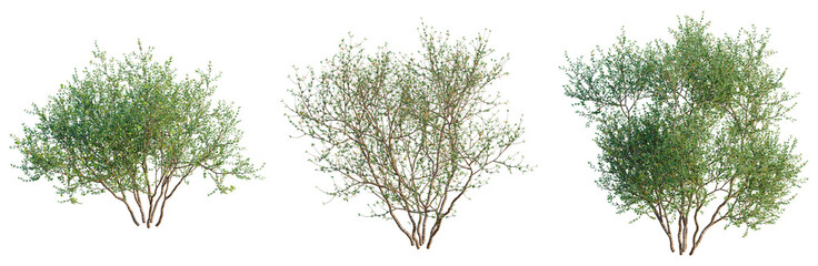 Larrea divaricata tree, front view, cutout, transparent background, isolate, architecture visualization, Three lush green shrubs with natural foliage, perfect for landscaping designs and backgrounds © DH Tree Stock