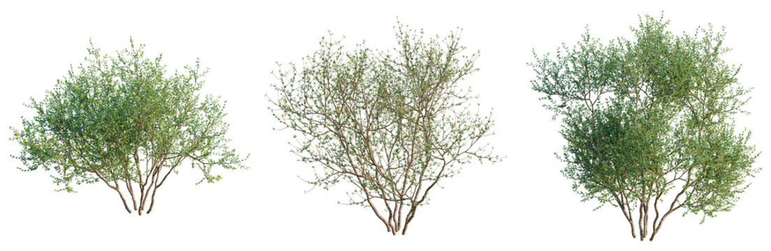 Larrea divaricata tree, front view, cutout, transparent background, isolate, architecture visualization, Three lush green shrubs with natural foliage, perfect for landscaping designs and backgrounds