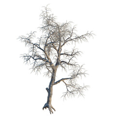 Fototapeta premium Pinus monophylla tree, front view, cutout, transparent background, isolate, architecture visualization, Bare Tree with Twisted Branches and Exposed Roots - Artistic Winter Scene