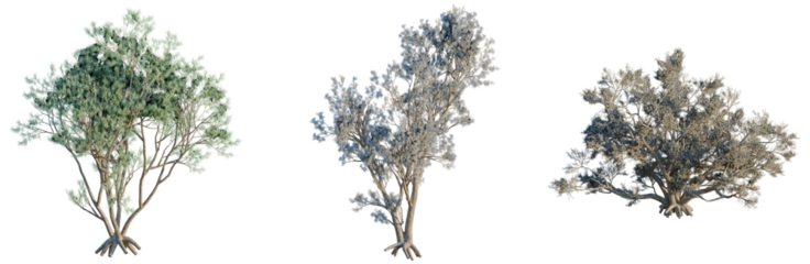 Psorothamnus spinosus tree, front view, cutout, transparent background, isolate, architecture visualization, Mangrove Trees Collection - Three Different Stages of Growth and Color Variation