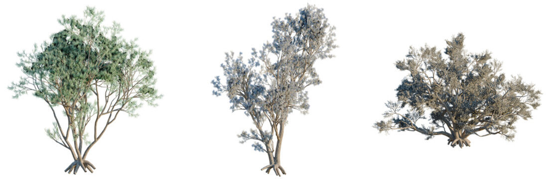 Psorothamnus spinosus tree, front view, cutout, transparent background, isolate, architecture visualization, Mangrove Trees Collection - Three Different Stages of Growth and Color Variation