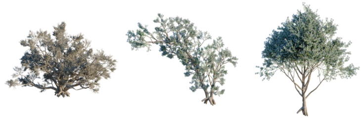 Psorothamnus spinosus tree, front view, cutout, transparent background, isolate, architecture visualization, Eucalyptus Trees Collection - Highly Detailed PNG Cutouts for Versatile Design