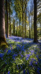 Enchanting woodland floor bathed in sunlight with beautiful bluebell flowers
