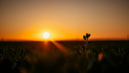 Serene sunset over vast agricultural field with small plant