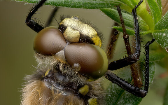 Extreme macro of dragonfly head and compound eyes