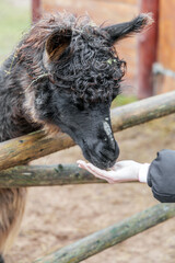 Person hand feeding a dark woolly llama
