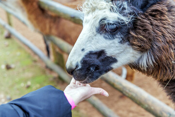 Person hand feeding a spotted llama at a farm © Jorens