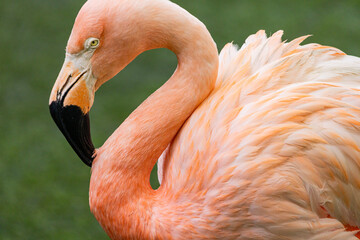 Flamingo closeup at Singapore zoo