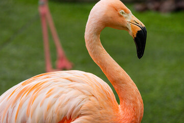 Flamingo closeup at Singapore zoo