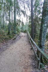 Hiking Path with Wooden Railing in Pine Forest
